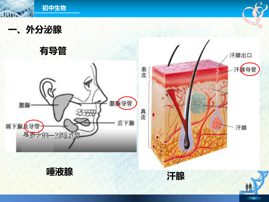 人教版初中生物七年级下册第四单元第六章 第4节  激素调节 课件（43张PPT）