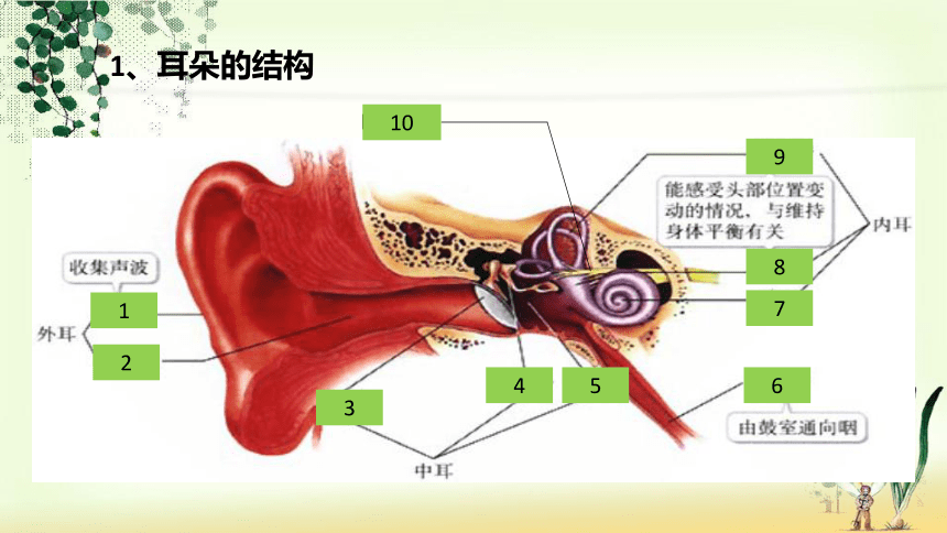 七年级下册生物耳朵图图片