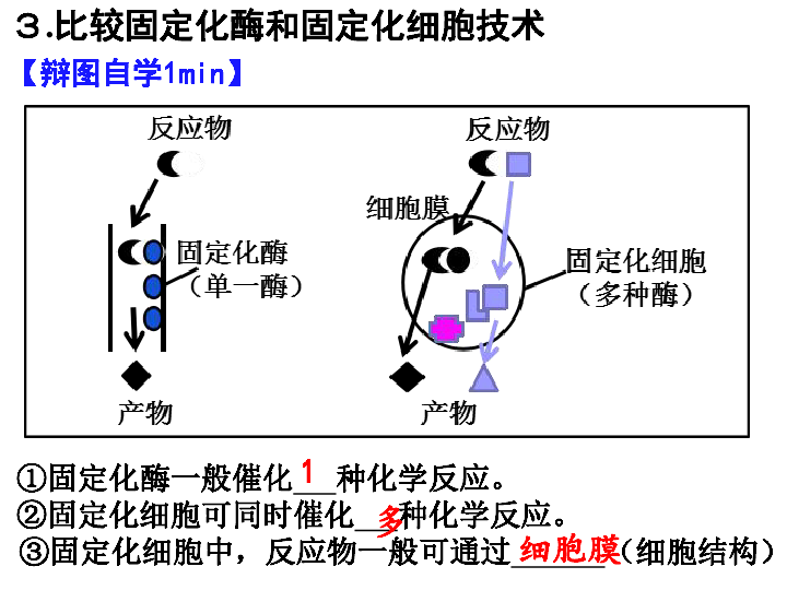 人教版高中生物选修一 课题3 酵母细胞的固定化 （5）（共18张PPT）