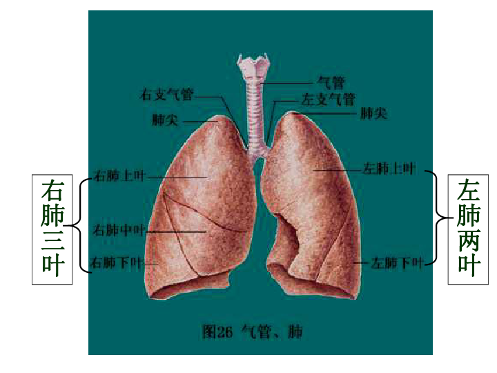 北京版七下生物  6.1.2 人的呼吸 37张PPT