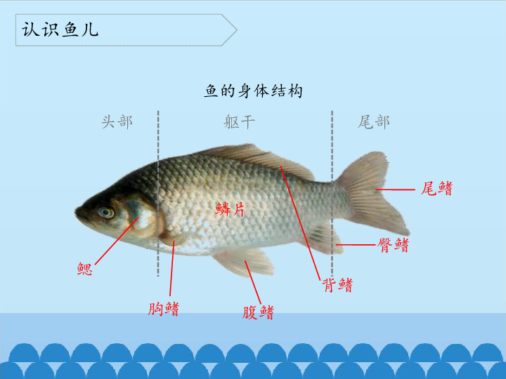 鱼的身体结构图 名称图片