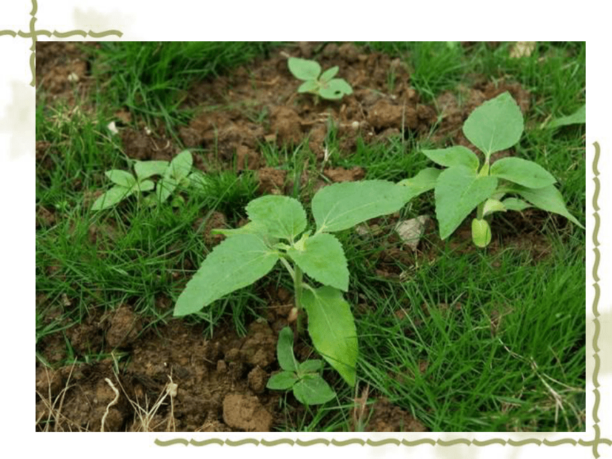 植物有哪些相同特点   课件