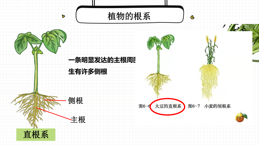 形成層年輪莖加粗生長是莖的形成層(分生組織)細胞不斷分裂和分化的