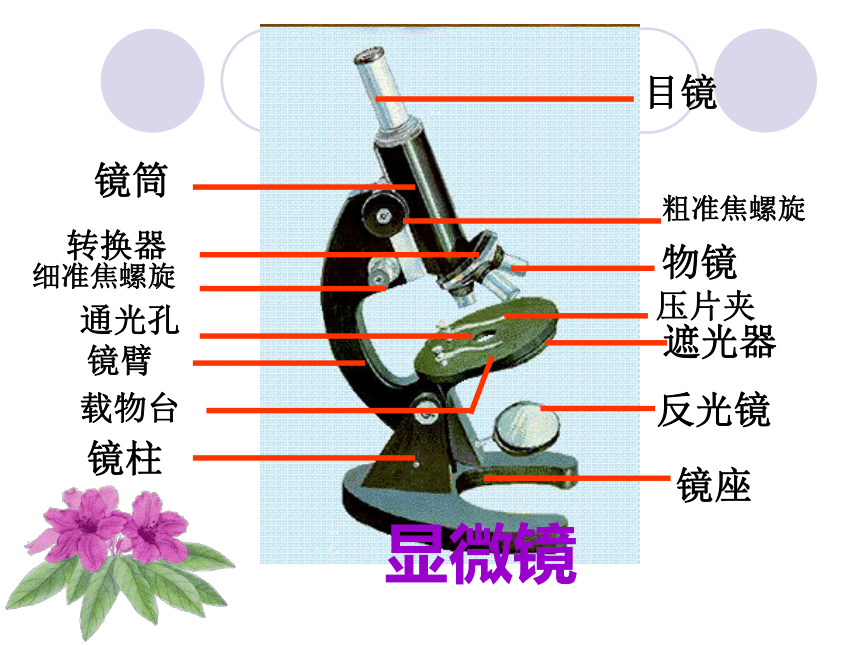 北京课改版七年级生物上册教学课件2.2中学生物学实验的常用工具 （共21张PPT）