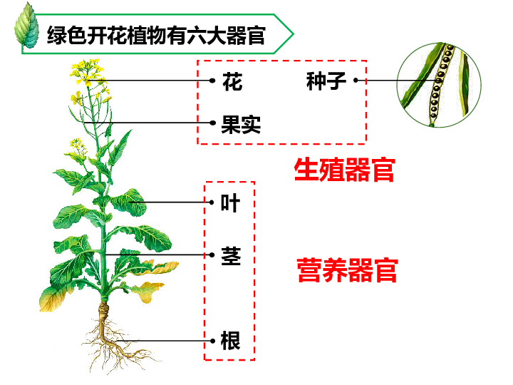 植物器官定义图片