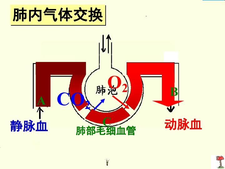 2发生在肺内的气体交换 课件(29张ppt)