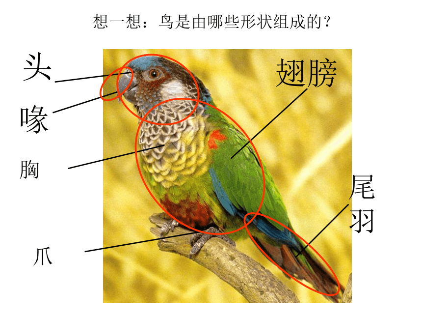 鸟类翅膀羽毛结构图解图片