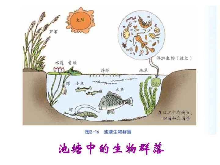 2.3 生物群落(课件 38张ppt)