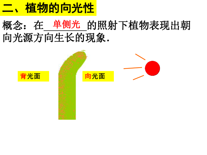 植物弯曲生长的原因是什么?