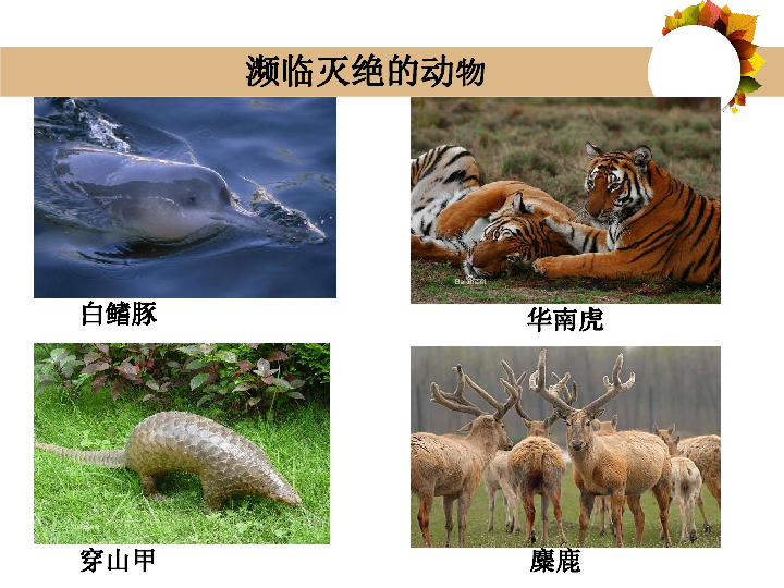 保护生物多样性