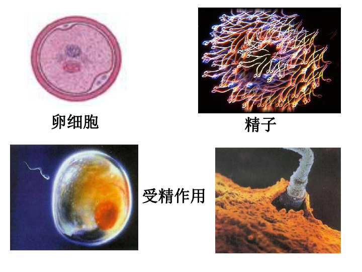 上海版八年级上册生物  3.1.2 青春期健康 课件(23张PPT)