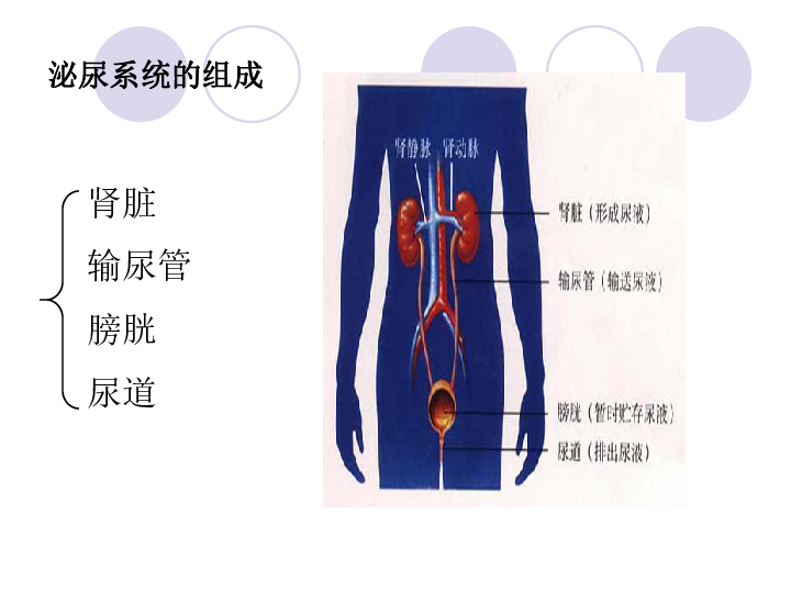 人教版生物七年下册课件 第五章 人体内废物的排出 课件（共28张PPT）