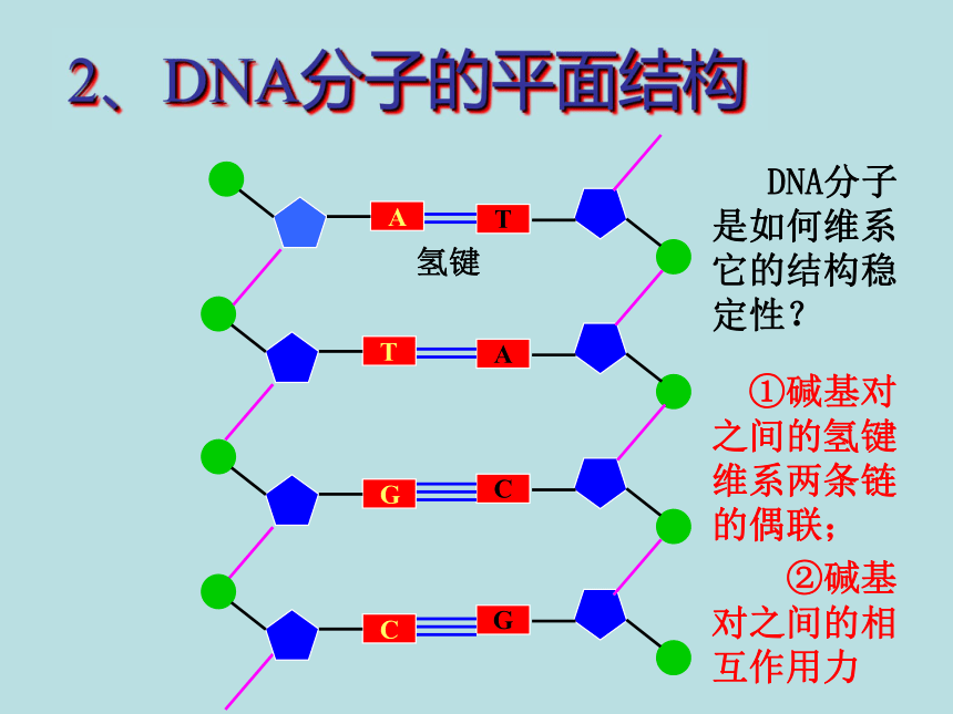 3.2 DNA分子的结构