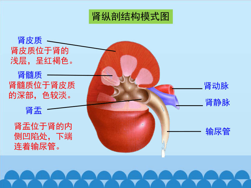 肾 器官图片