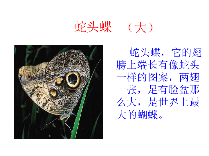 台湾蝴蝶甲天下课件