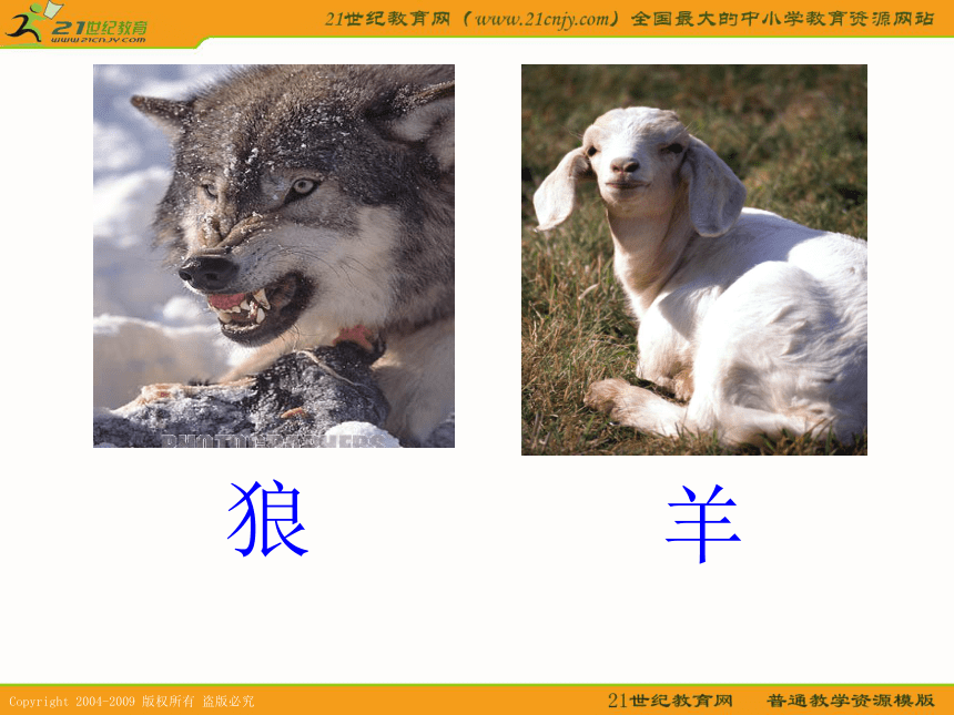 二年级语文上册课件 狼和小羊 2（沪教版）