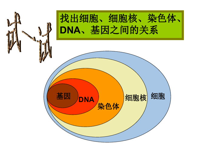 遗传效应的片段——基因细胞结构      知识回顾基因dna染色体细胞核