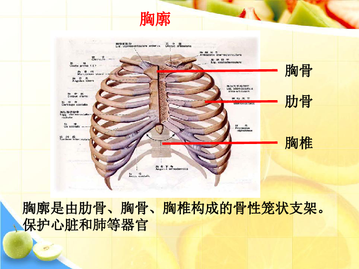 肺的后缘图片