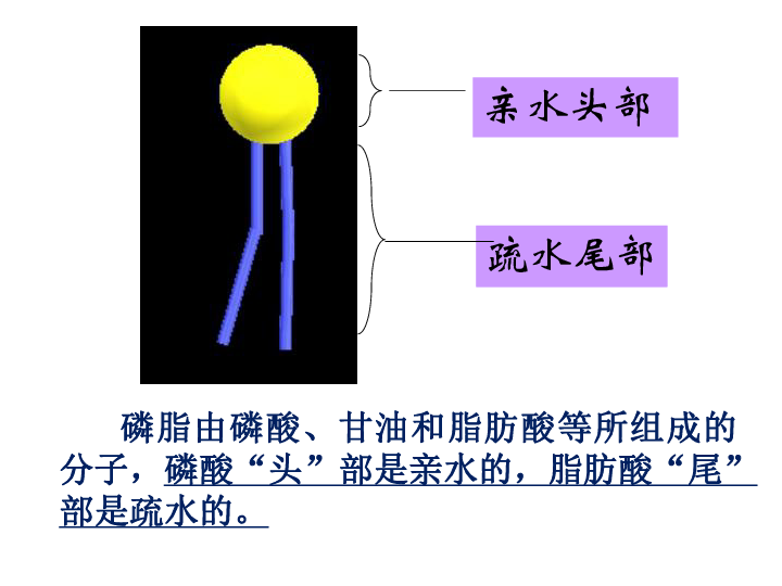 人教版高中生物必修1 4.2-生物膜的流动镶嵌模型(共25张PPT)