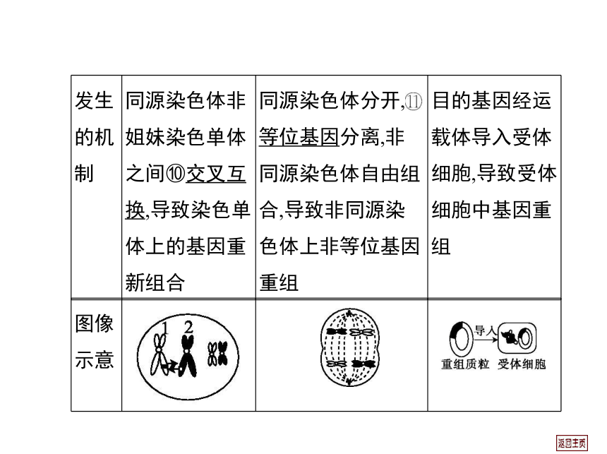 2014届高三生物一轮复习课件： 7.1 基因突变、基因重组和染色体变异