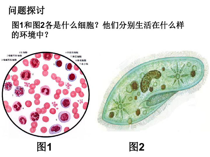 高中生物人教版必修三第一张第1节细胞生活的环境（35张PPT）