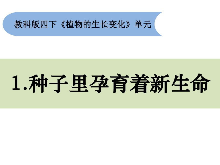 [種皮器素胚根胚軸胚胚芽子葉一胚乳種皮與果皮玉米種子的結構子葉種