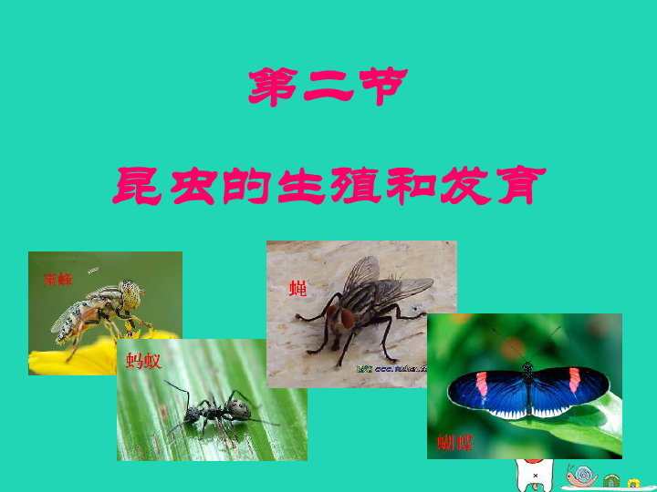 八年级生物下册第7单元第1章第2节昆虫的生殖和发育课件 （25张PPT）