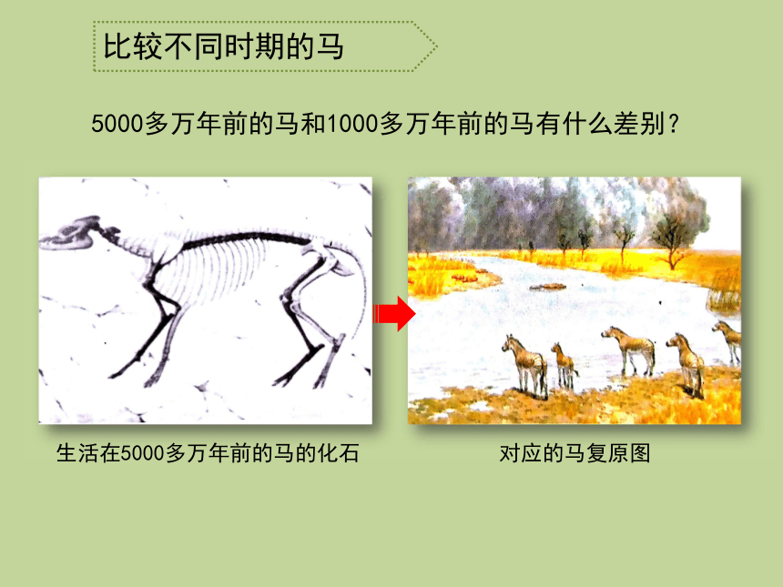 1.2 探索动物的发展史 课件