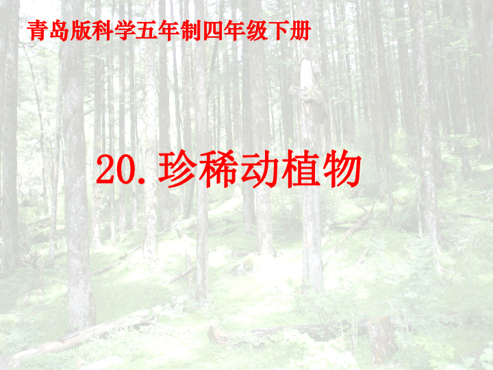 20.珍稀动植物 课件（20张PPT）