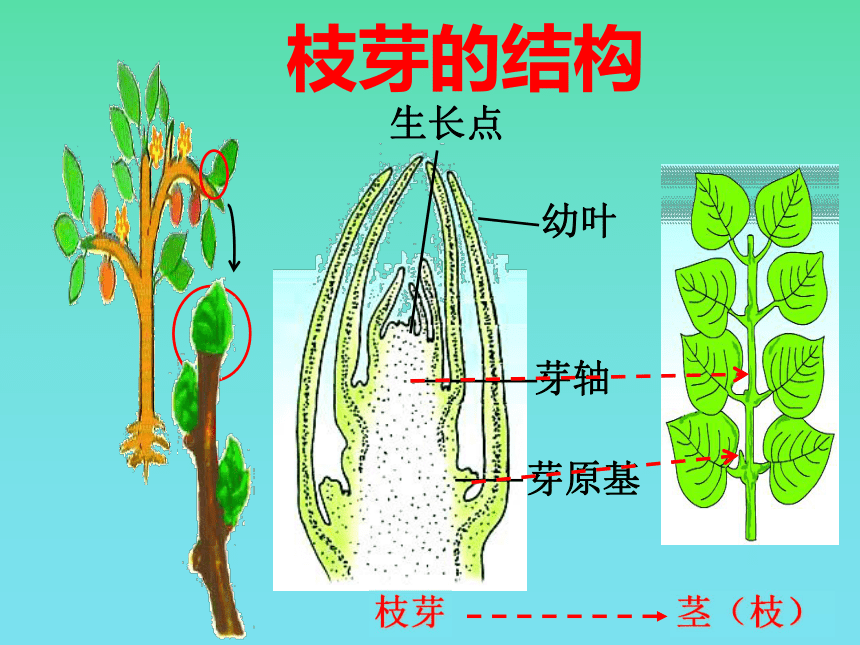 草本植物茎的结构图图片