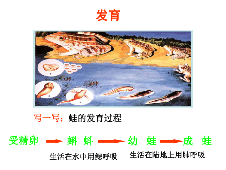 人教版八年级生物1.3 两栖动物的生殖和发育课件(共31张PPT)