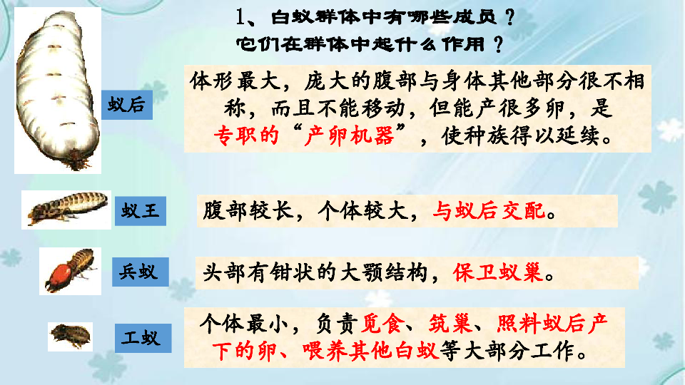 人教版八上生物 第五单元第二章第三节社会行为 课件27张PPT