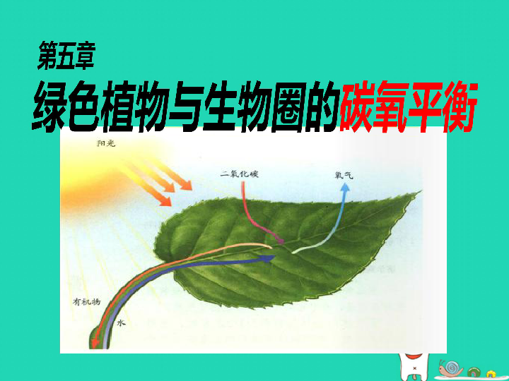 3.5《绿色植物与生物圈中的碳—氧平衡》课件（17张ppt）