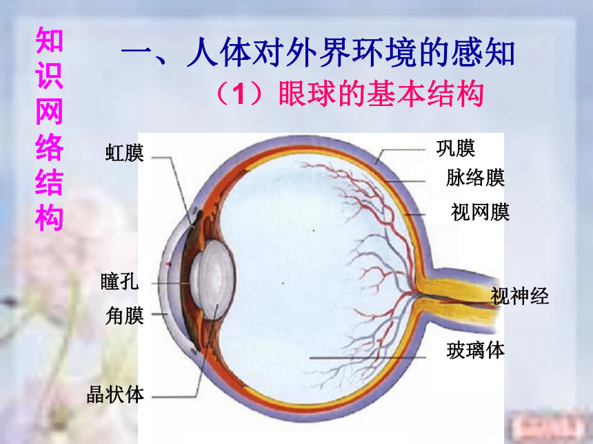 人教七下生物第四单元第六章   人体生命活动的调节 复习课件(共47张PPT)