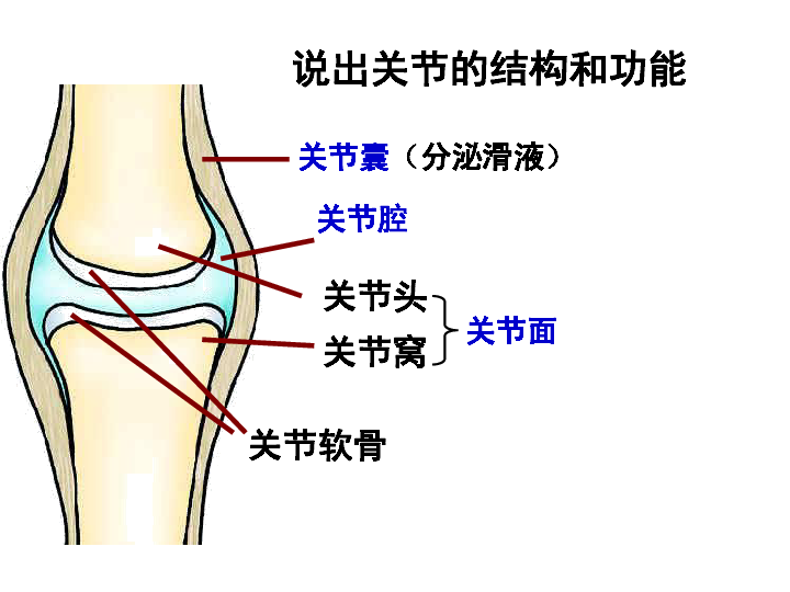 冀教版八上生物412运动的完成课件17张ppt