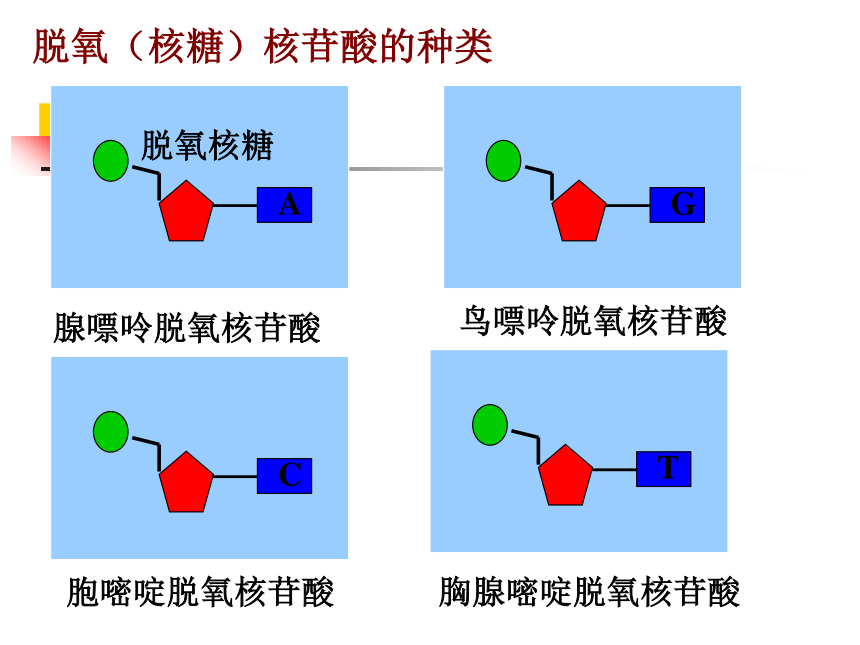 资源预览展开更多.遗传信息指核苷酸的排列顺序.1.什么是遗传信息?