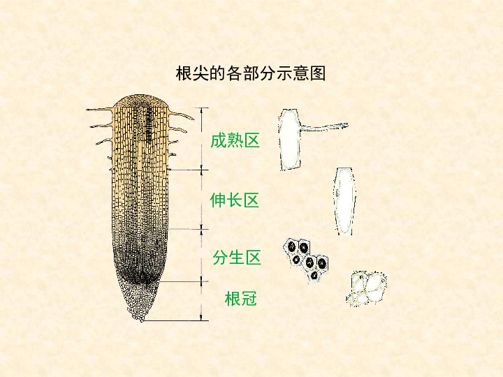 苏教版七上生物52植物根的生长课件21张ppt