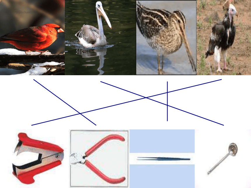 科学六年级上冀教版1.3鸟类动物的特征课件4