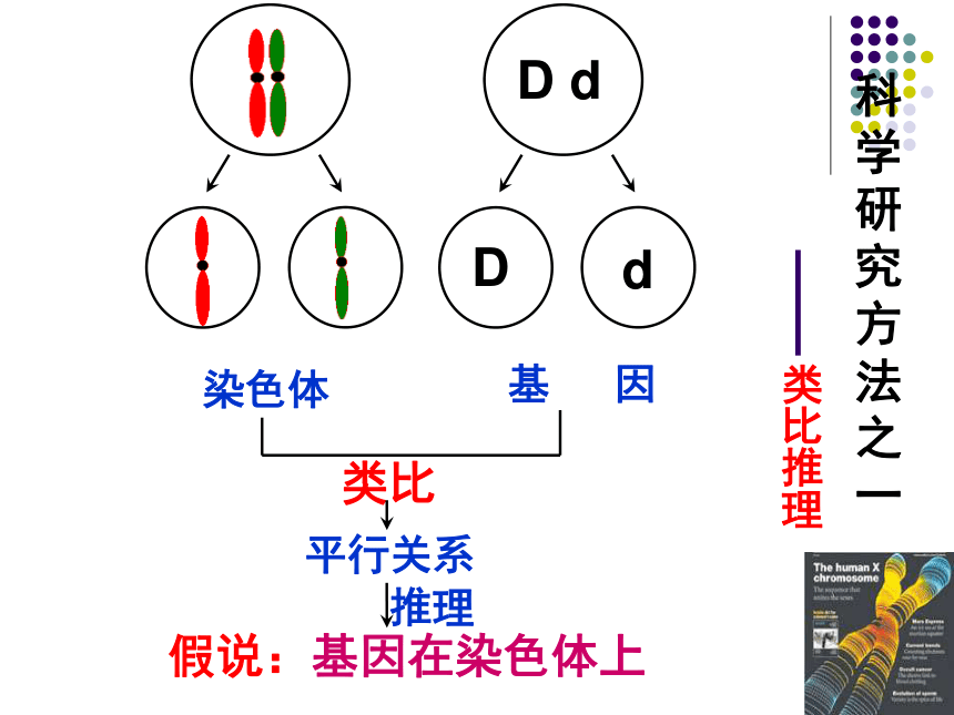 高中生物人教版必修2第二章第2节 基因在染色体上  课件（33张ppt）