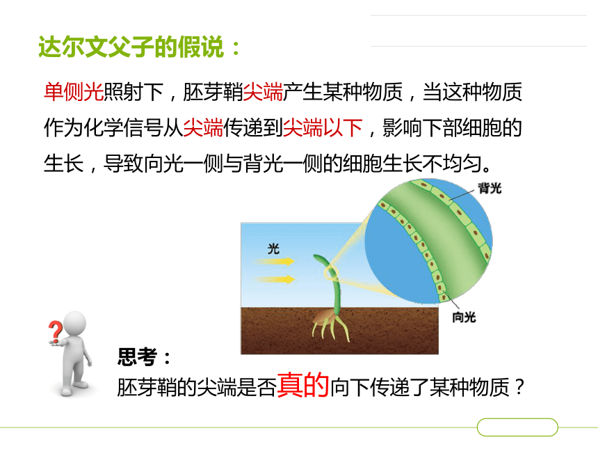 《植物生长素的探究史--植物生长发育的调节》优质课件 (共20张PPT)