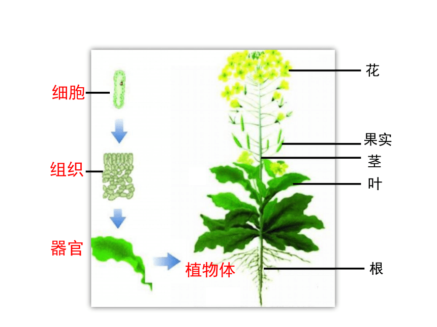 核桃细胞结构图图片