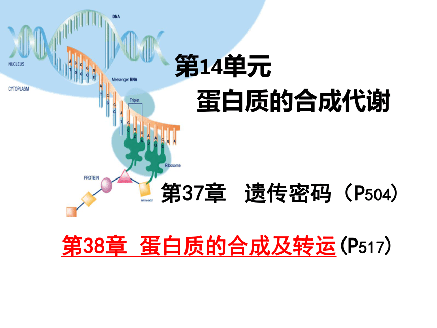 2020-2021高中生物竞赛蛋白质的合成及转运  课件(64PPT)
