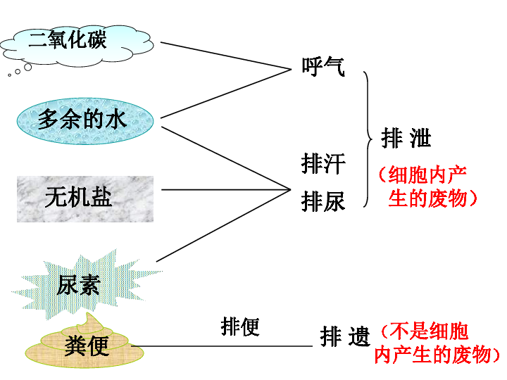 第五章人体内废物的排出复习课件（31张PPT）