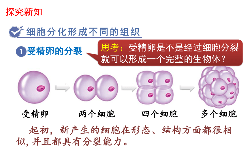 2.2.2 动物体的结构层次 课件 2021-2022学年人教版生物七年级上册（26张PPT）