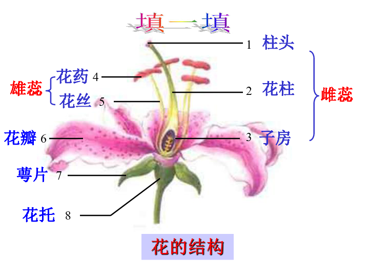 冀教版八下生物 6.1.1被子植物的生殖 课件（15张PPT）
