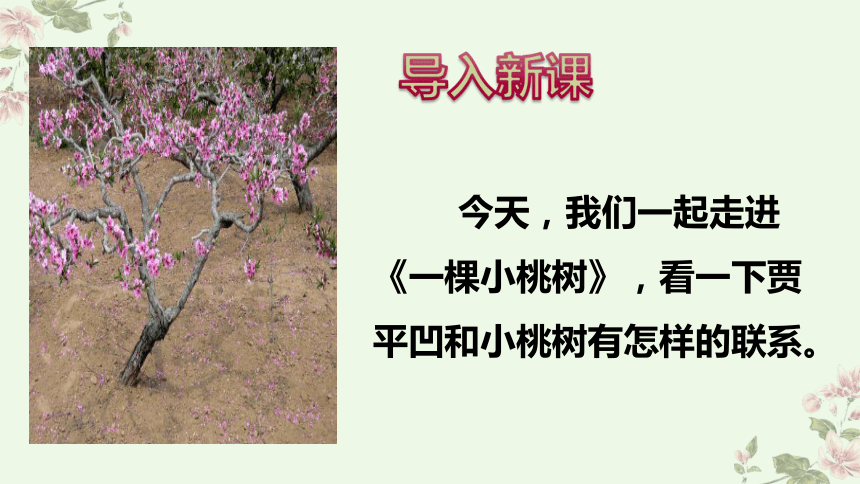 一棵小桃树背景简介图片