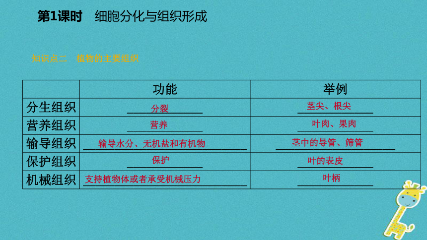 细胞的分裂与分化第2课时细胞分化与组织形成课件（19张PPT）