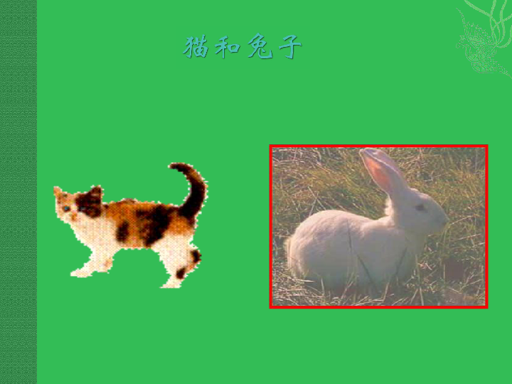 22《兔与猫》  课件（13张PPT）