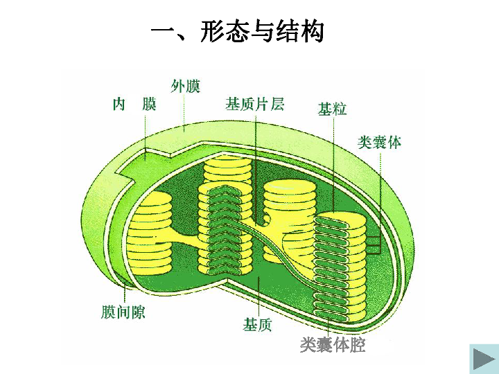 叶绿体内部结构图图片