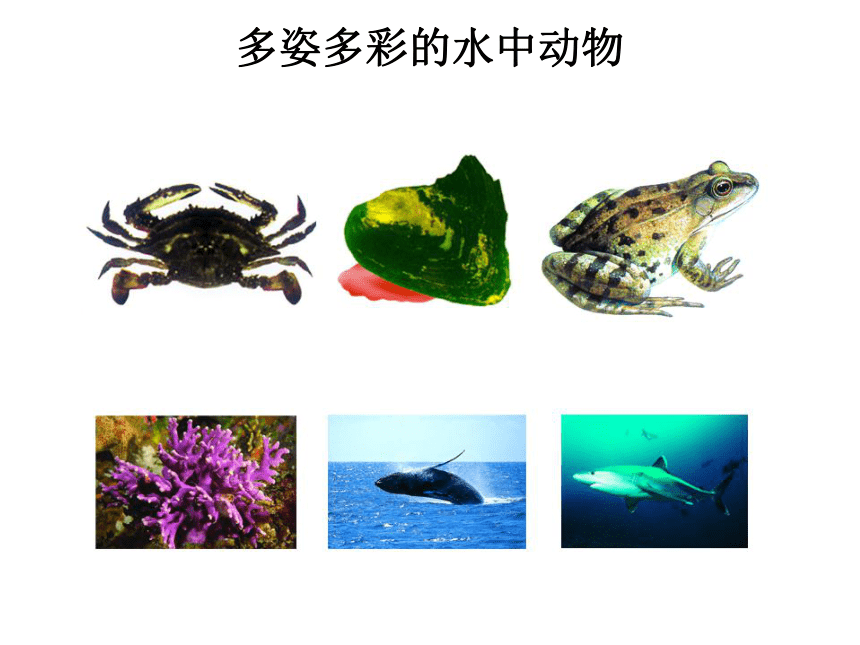 水中的动物ppt图片